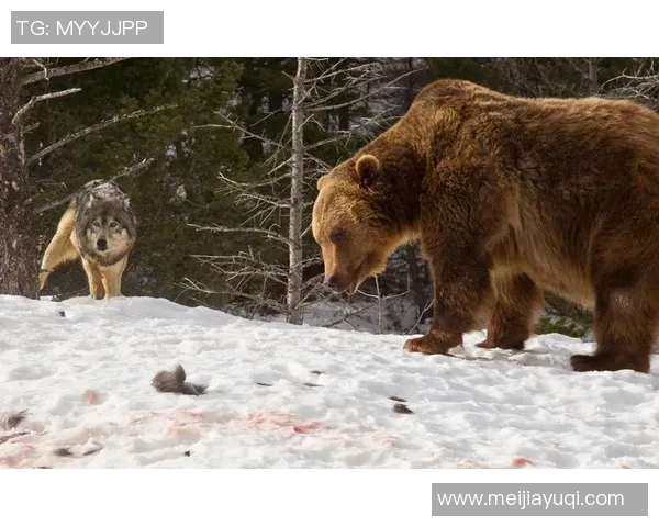 棕熊与狼的生存对决谁才是森林中的真正霸主